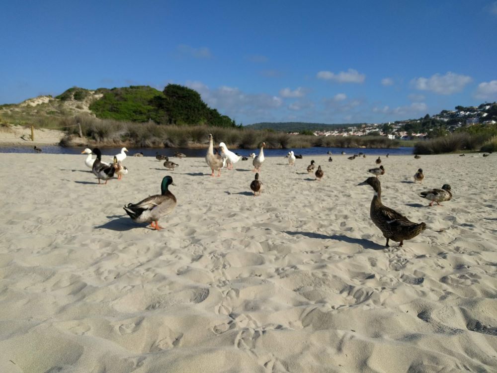 Bird Watching in Menorca