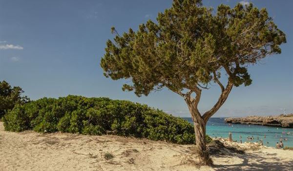 Cala en Bosch