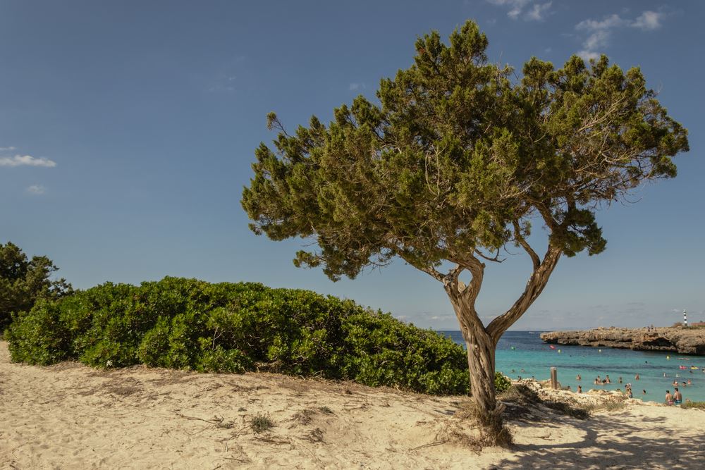 Cala en Bosch in Menorca