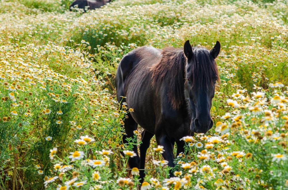 Horses and Culture in Menorca