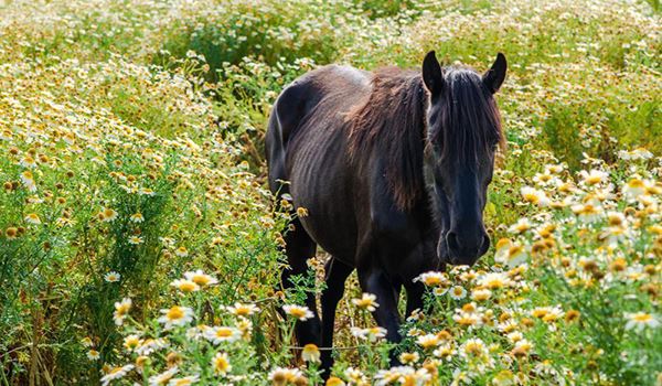 Horses and Culture